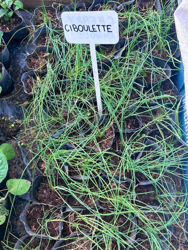 Ciboullete