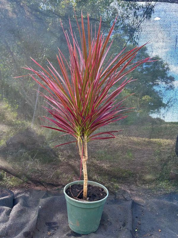 Dracena tricolor