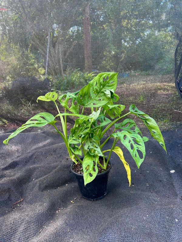 Monstera Adán
