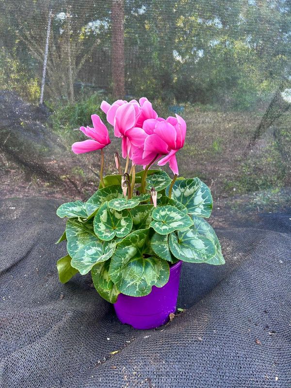 Violeta de los alpes