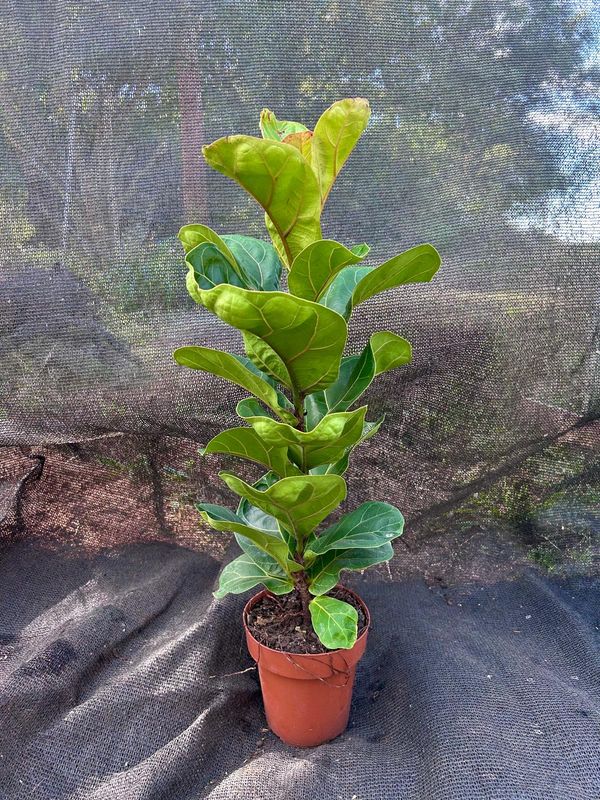 Ficus lyrata