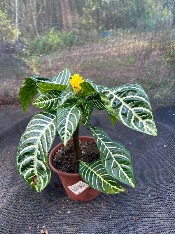 Aphelandra