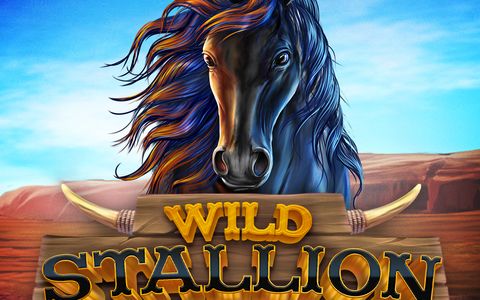 Wild Stallion