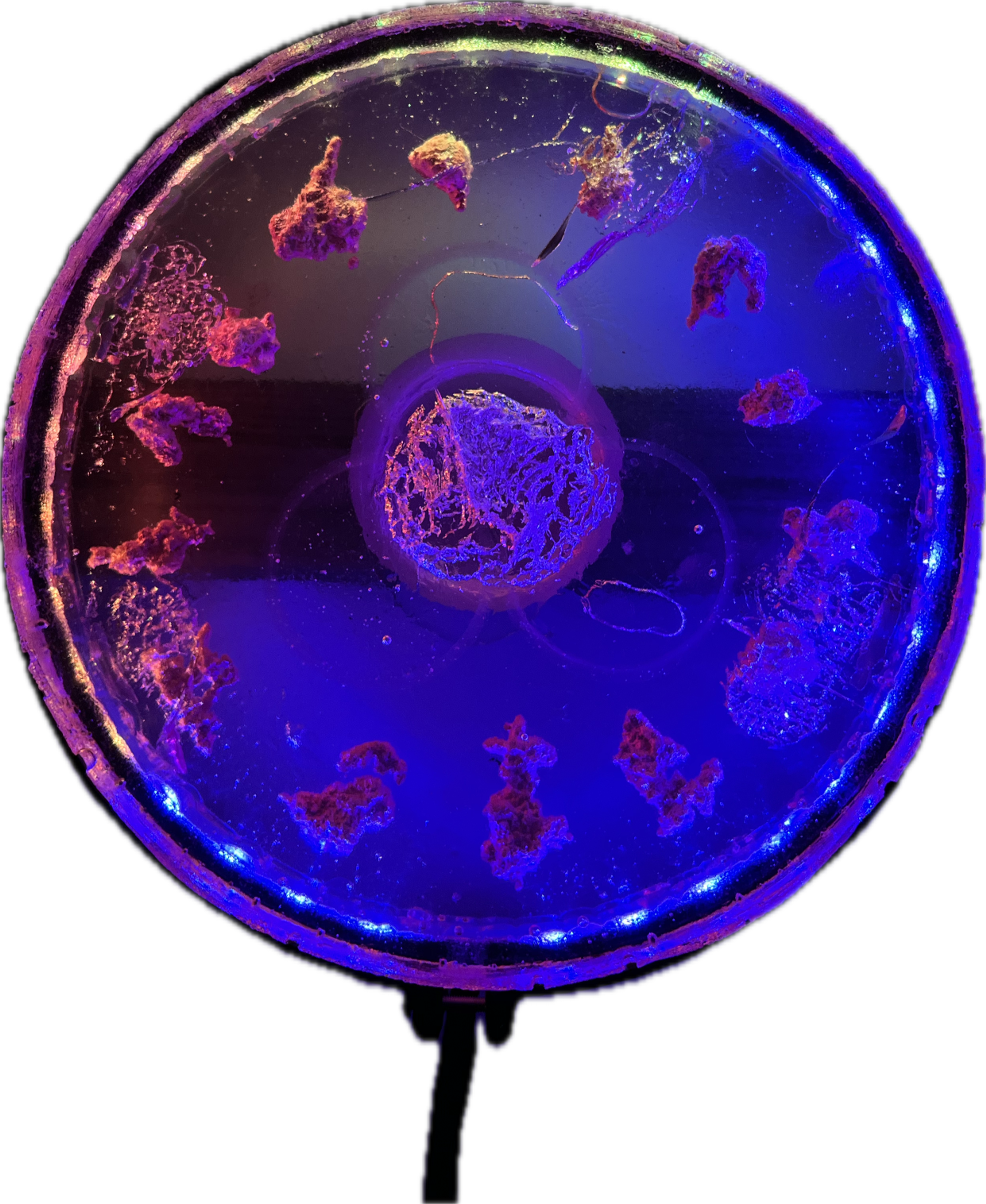 Image 7 from Moonies