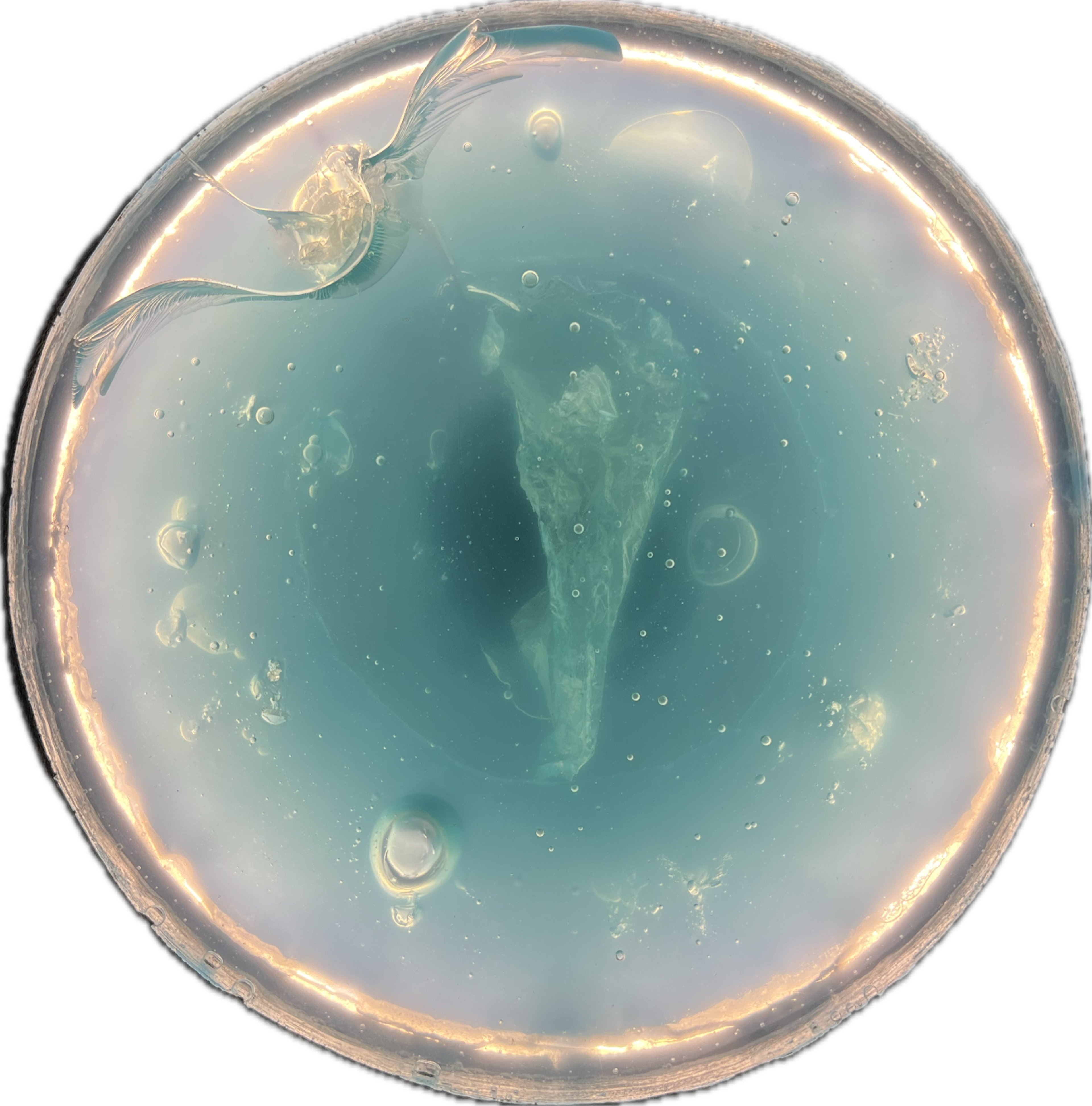 Image 3 from Moonies