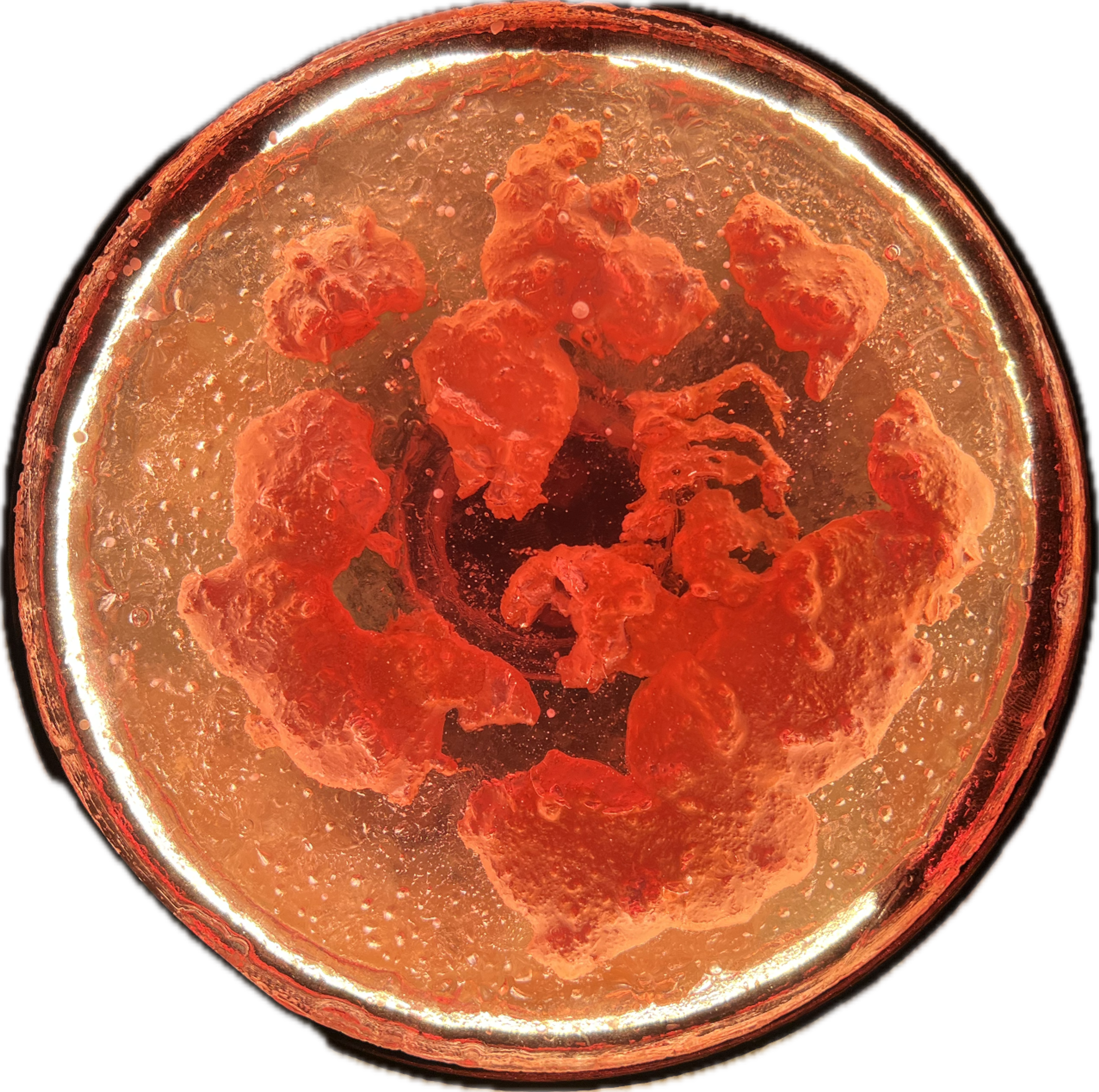 Image 6 from Moonies