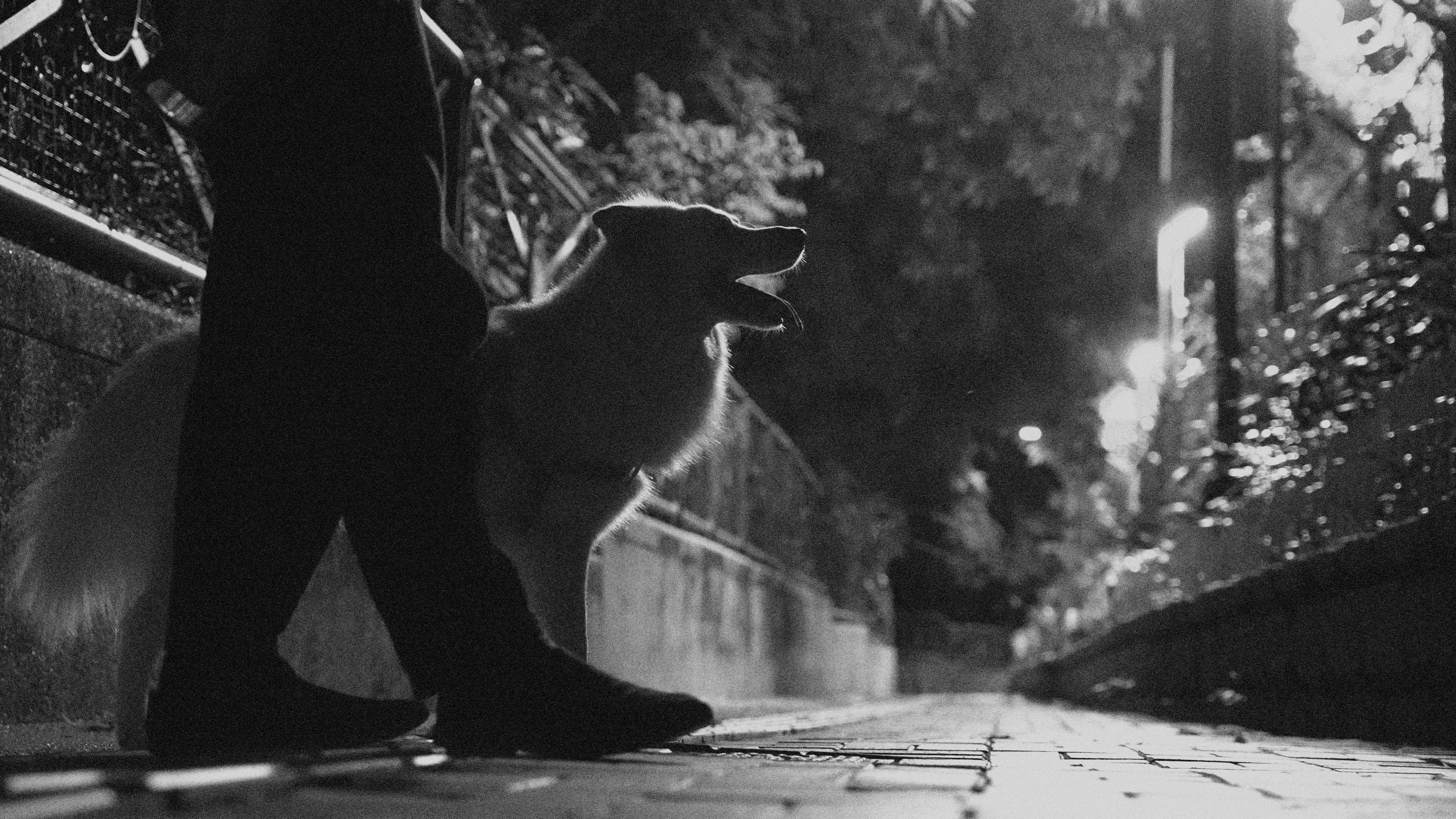 Every Noise is Poetic with Olivier Cong