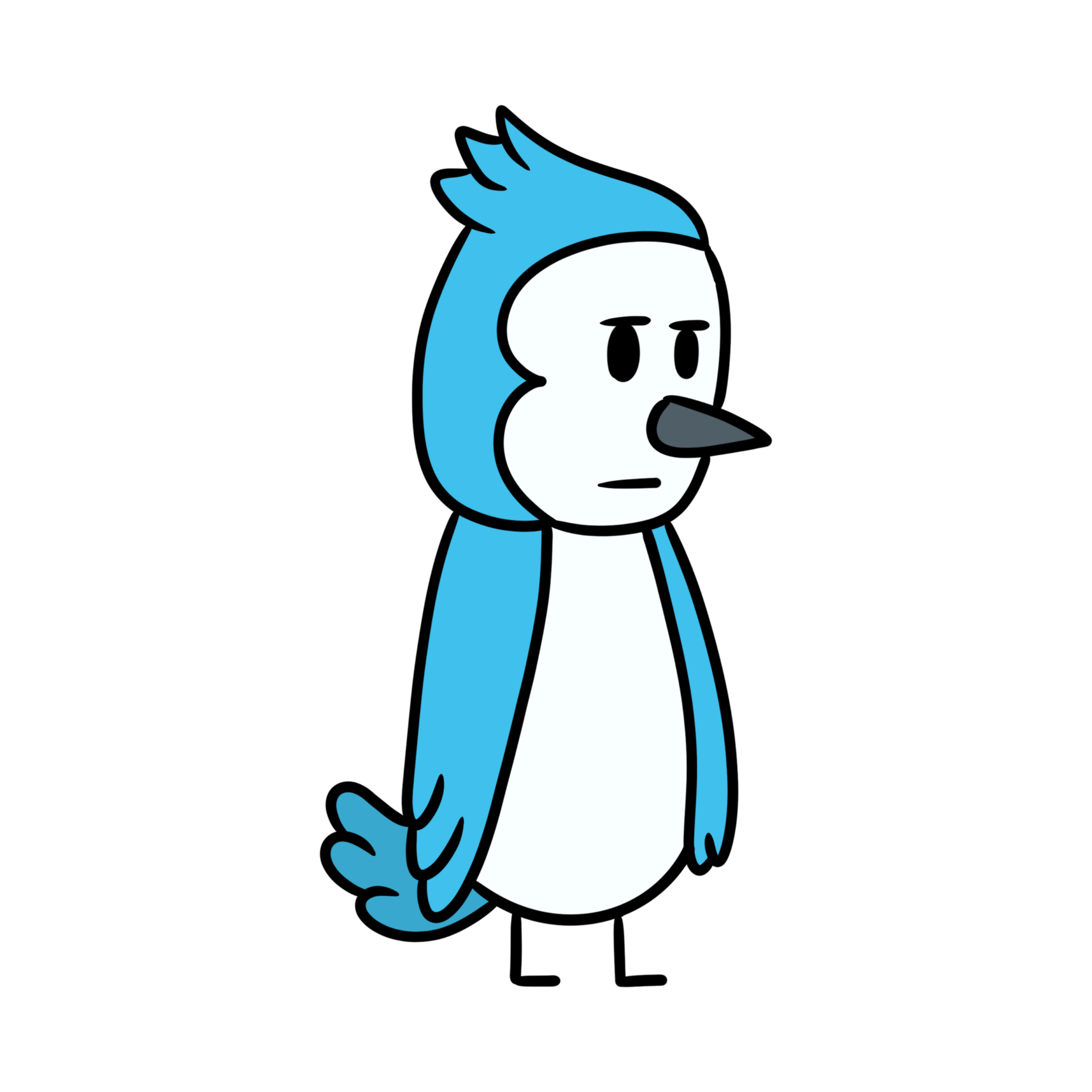 Ray the blue jay looking unimpressed