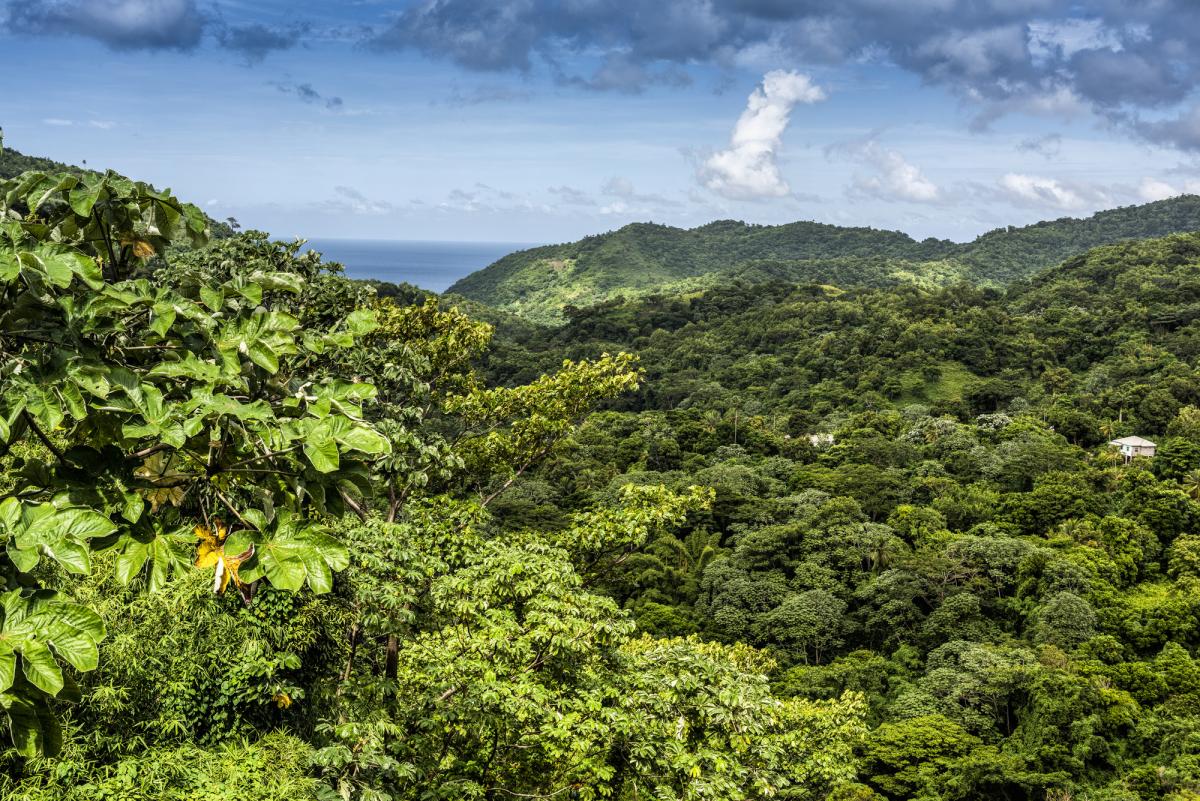New UK collaborations drive emission reductions while also restoring forests and biodiversity