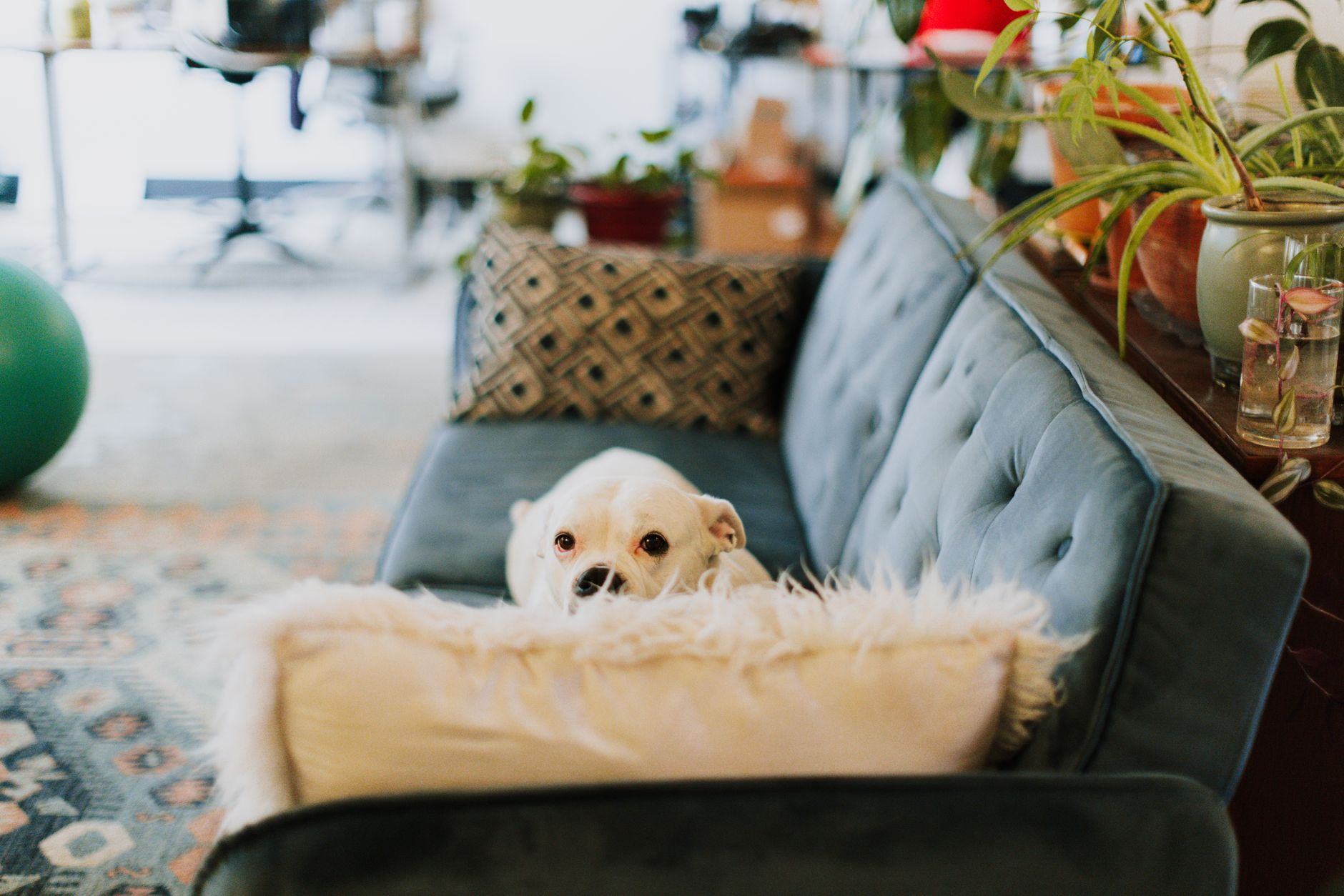 A dog relaxing on a sofa in a bright, calm home — D2C Baby Care Brand, Mumbai · Webzenia Digital Marketing case study
