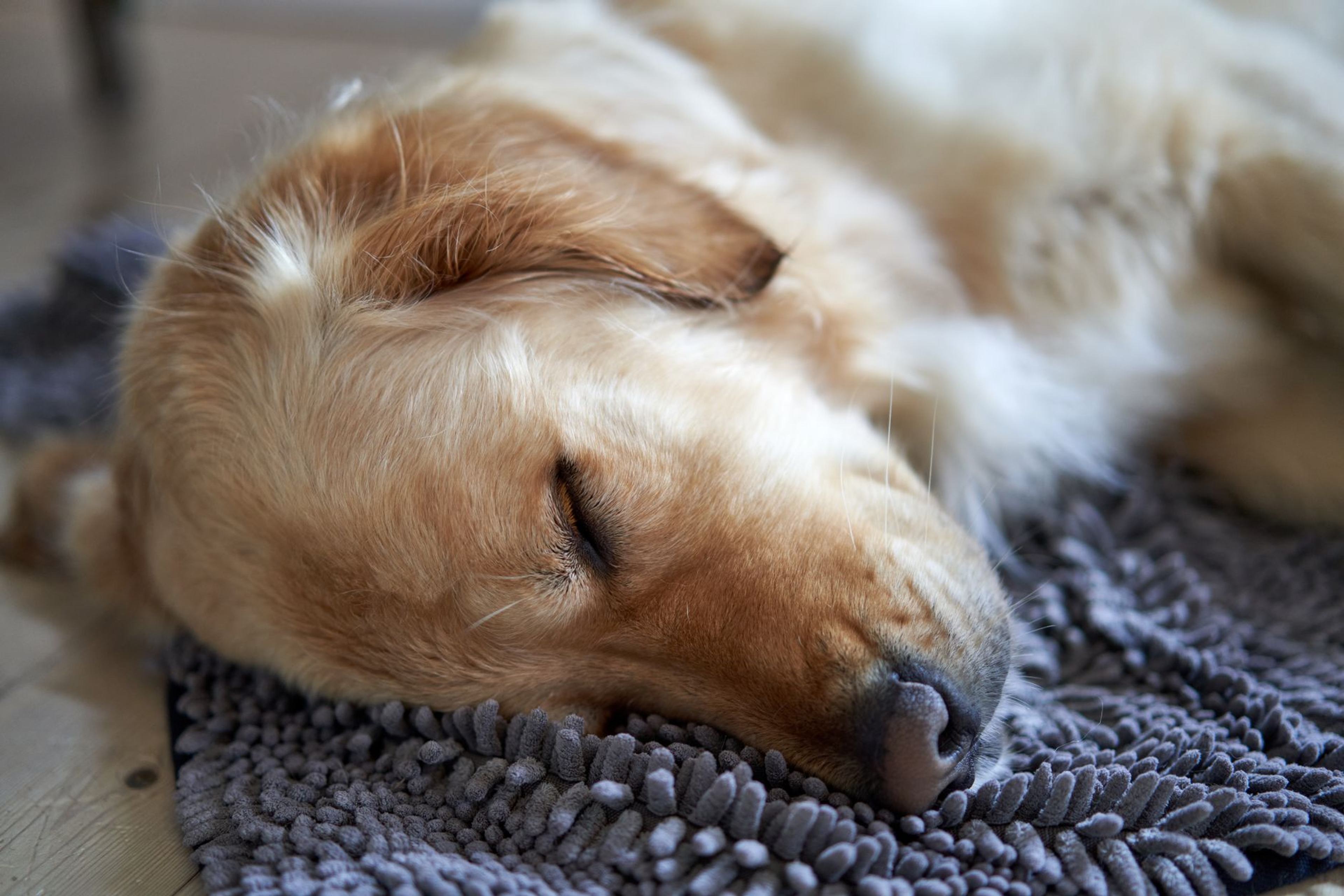 A golden retriever resting calmly in a bright home — D2C Pet Care Brand, Pune · Webzenia Branding case study
