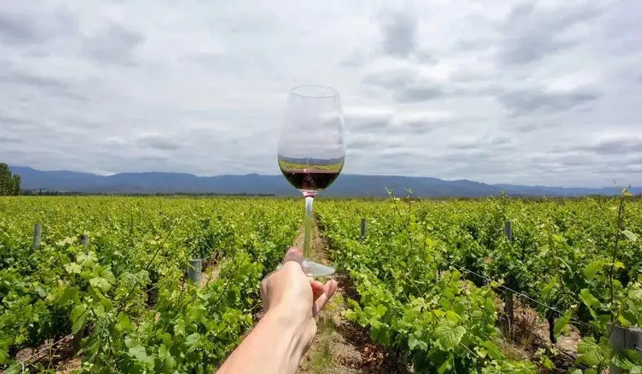 Mendoza: capital del Malbec