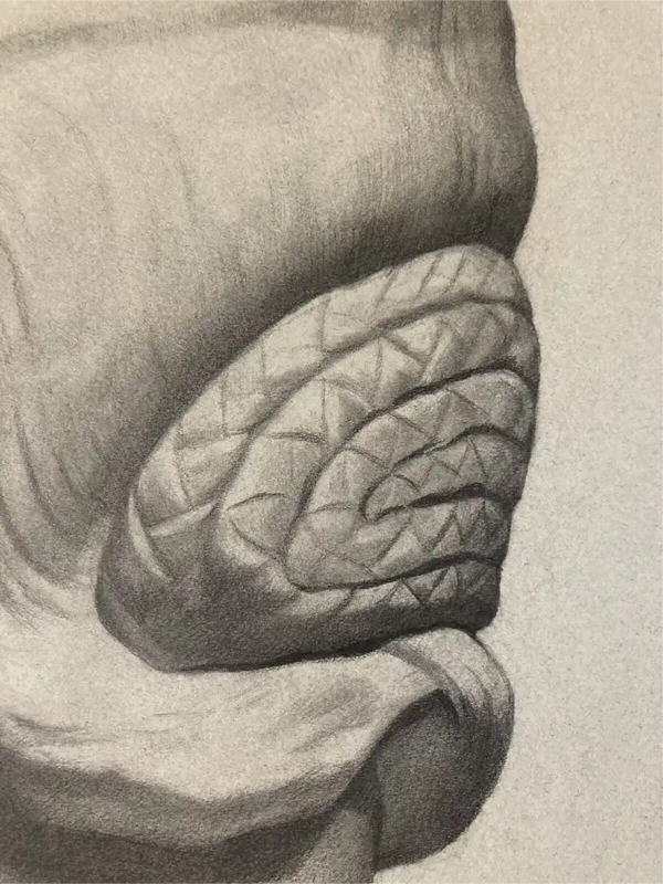 Bargue drawing 8