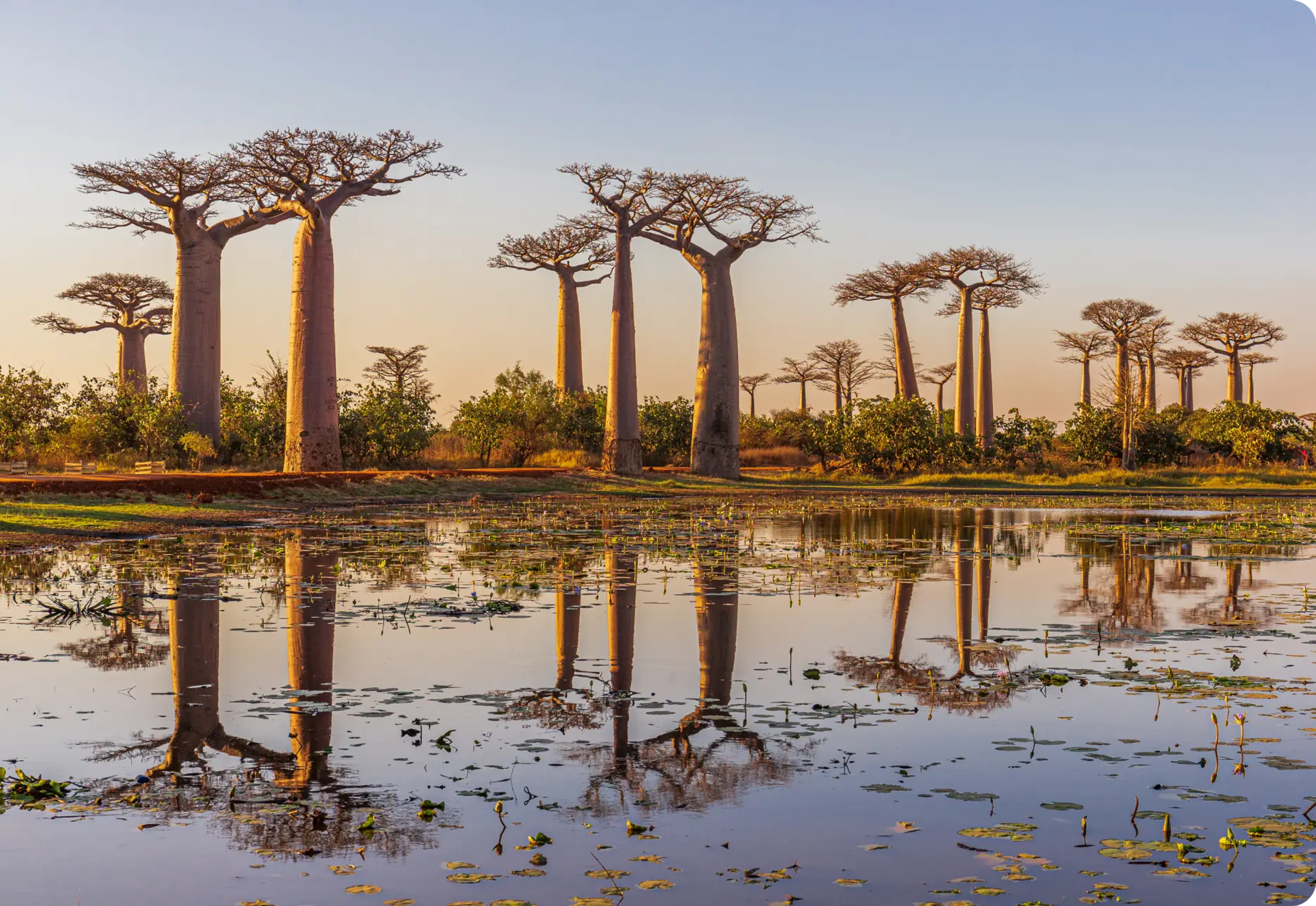 Baobab River