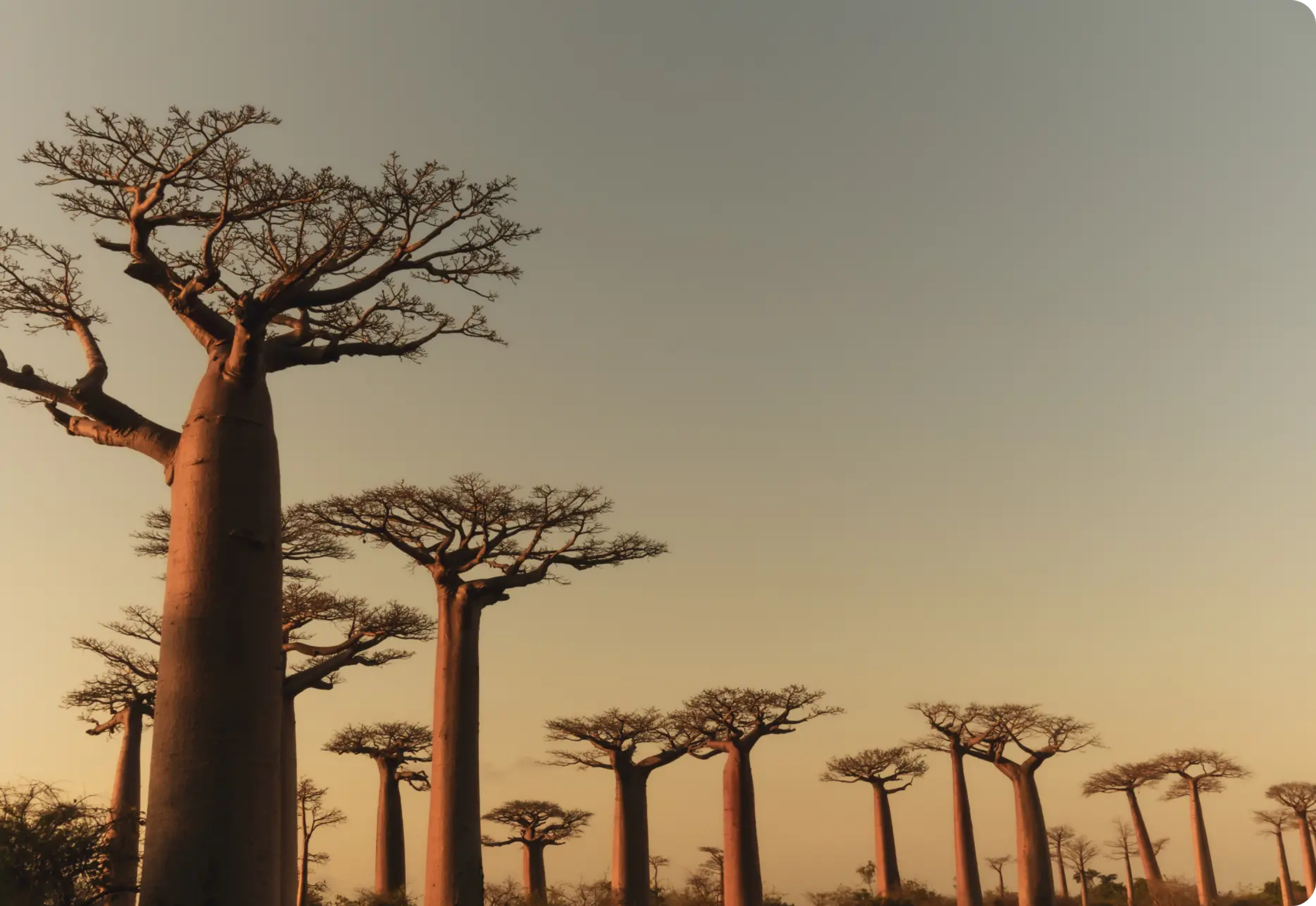 Team of Baobabs