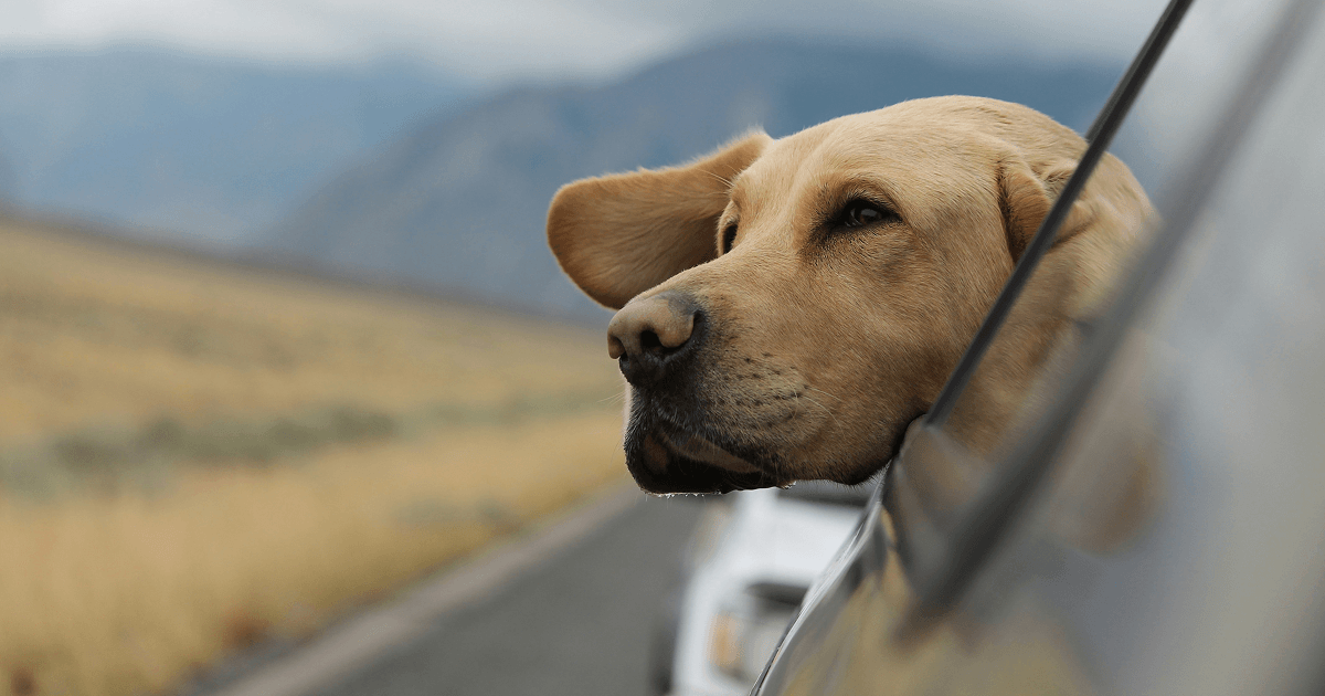 Dog in car