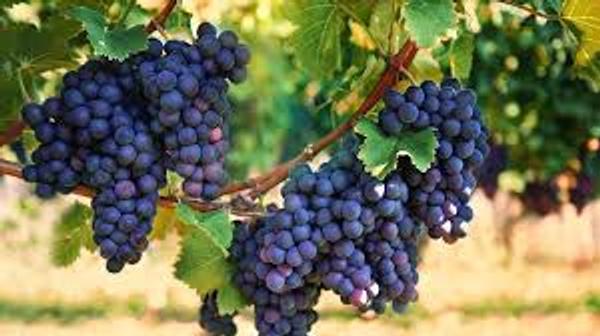 Grapes: History, Types & Benefits | Summer Draksh Guide by Hetvi Patel on AllBlogs