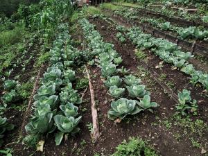 Explore Nagaland Food - Journey into Northeast India Flavors | AllBlogs by Hetvi Patel on AllBlogs