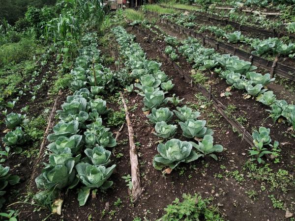 Explore Nagaland Food - Journey into Northeast India Flavors | AllBlogs by Hetvi Patel on AllBlogs