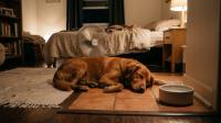 Dog Panting at Night in Hot Weather: Vet Red Flags and Cooling Checklist