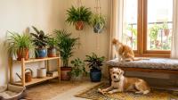 Pet-Safe Indoor Plants for Cats and Dogs: Apartment Guide