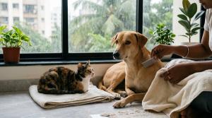 Flea and Tick Prevention for Dogs and Cats in Indian Monsoon by Aditi Rao on AllBlogs