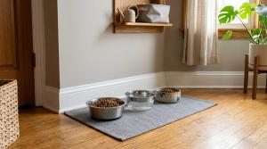 Stainless Steel vs Ceramic vs Plastic Pet Bowls: What Should Dog and Cat Parents Buy? by Aditi Rao on AllBlogs