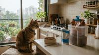Cat Food Storage in Indian Monsoon: Wet Food, Kibble and Safety Checks