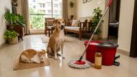 Pet-Safe Floor Cleaner for Indian Homes: Dogs, Cats and Phenyl Checks