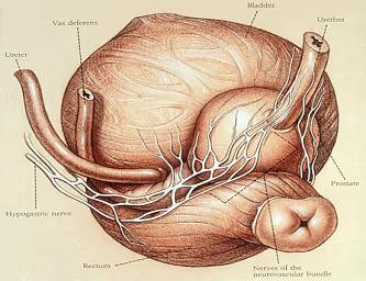 Prostate nerve bundle