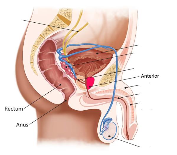 Diagram of prostate showing anterior area of prostate