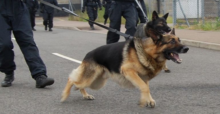 security hero