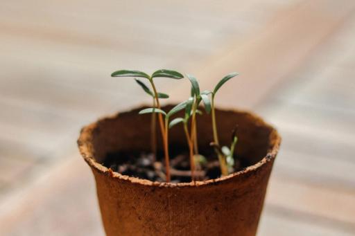 Green plant on clay