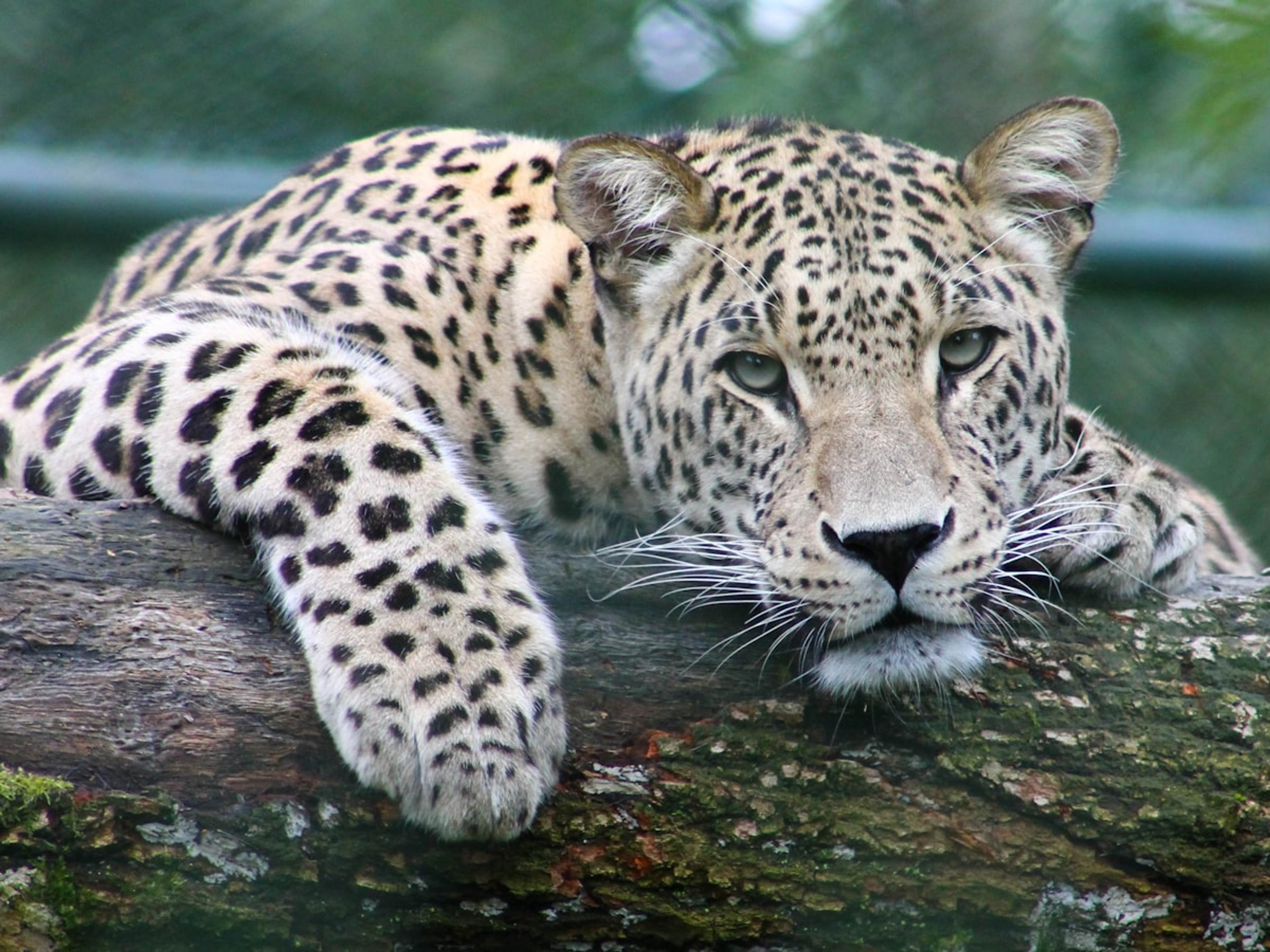 Agnes Martin: Solitude and the Grid