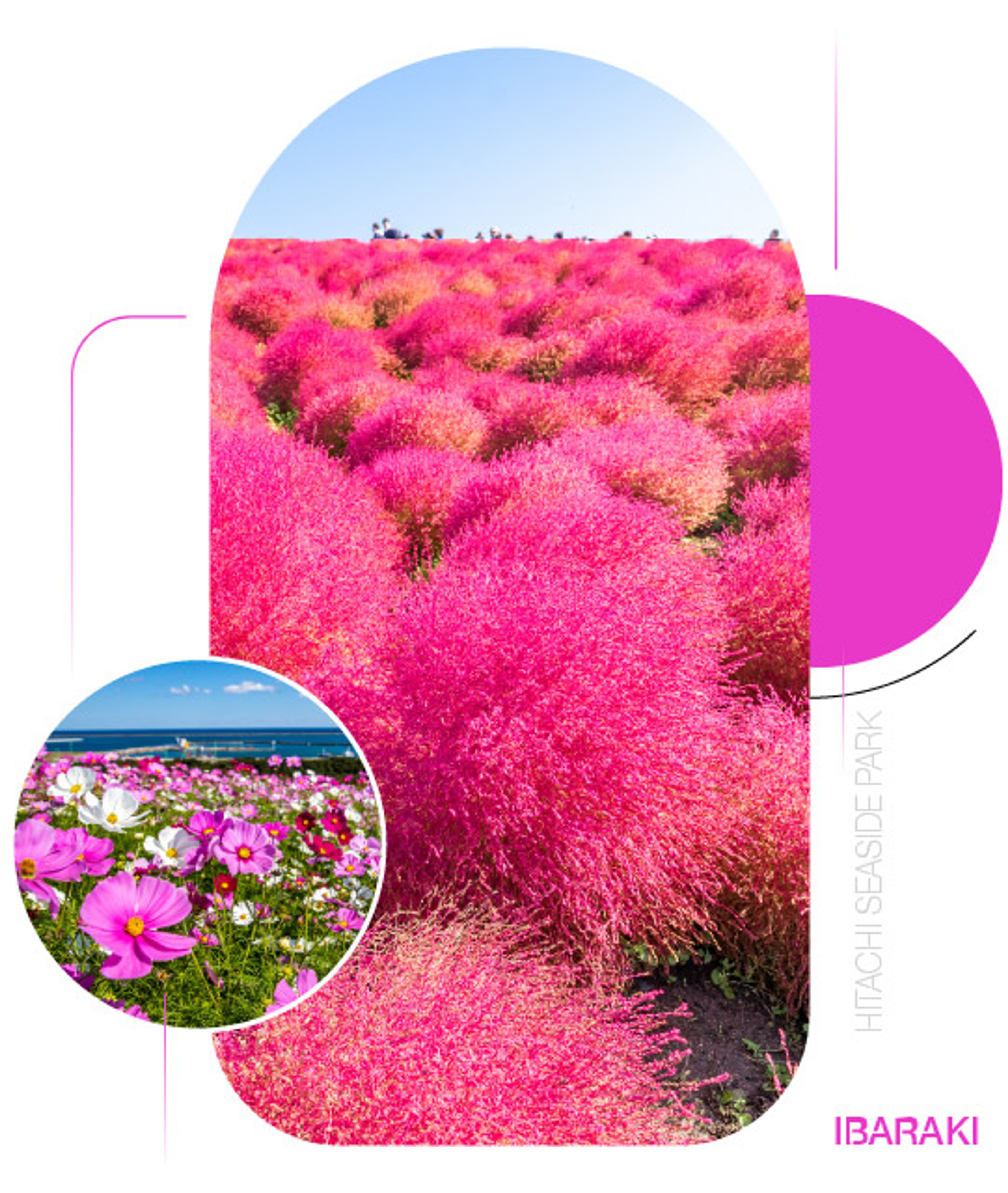 Hitachi Seaside Park — Sắc hồng của mùa thu