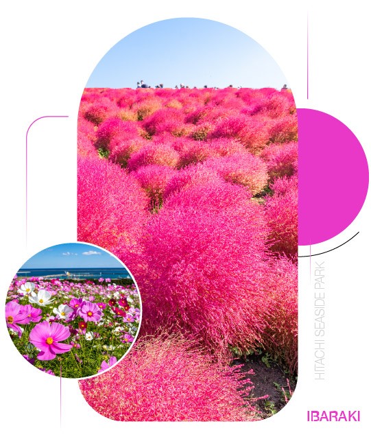 Hitachi Seaside Park — Sắc hồng của mùa thu