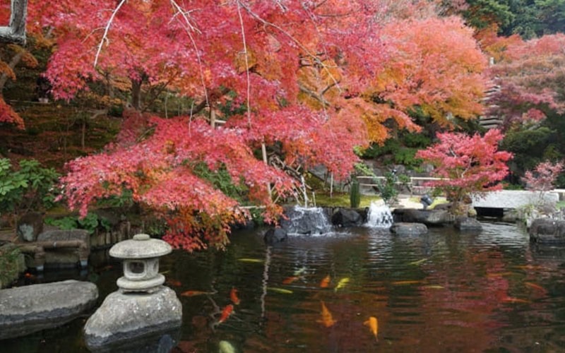 Khung cảnh ngắm lá đỏ mùa thu tại chùa Hasedera Kamakura