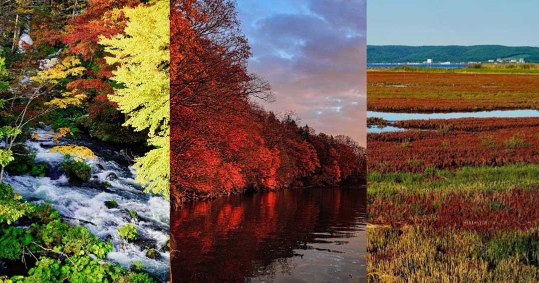 Vi Vu Với Lịch Trình 4 Ngày 3 Đêm Tại Phía Đông Hokkaido Vào Mùa Thu