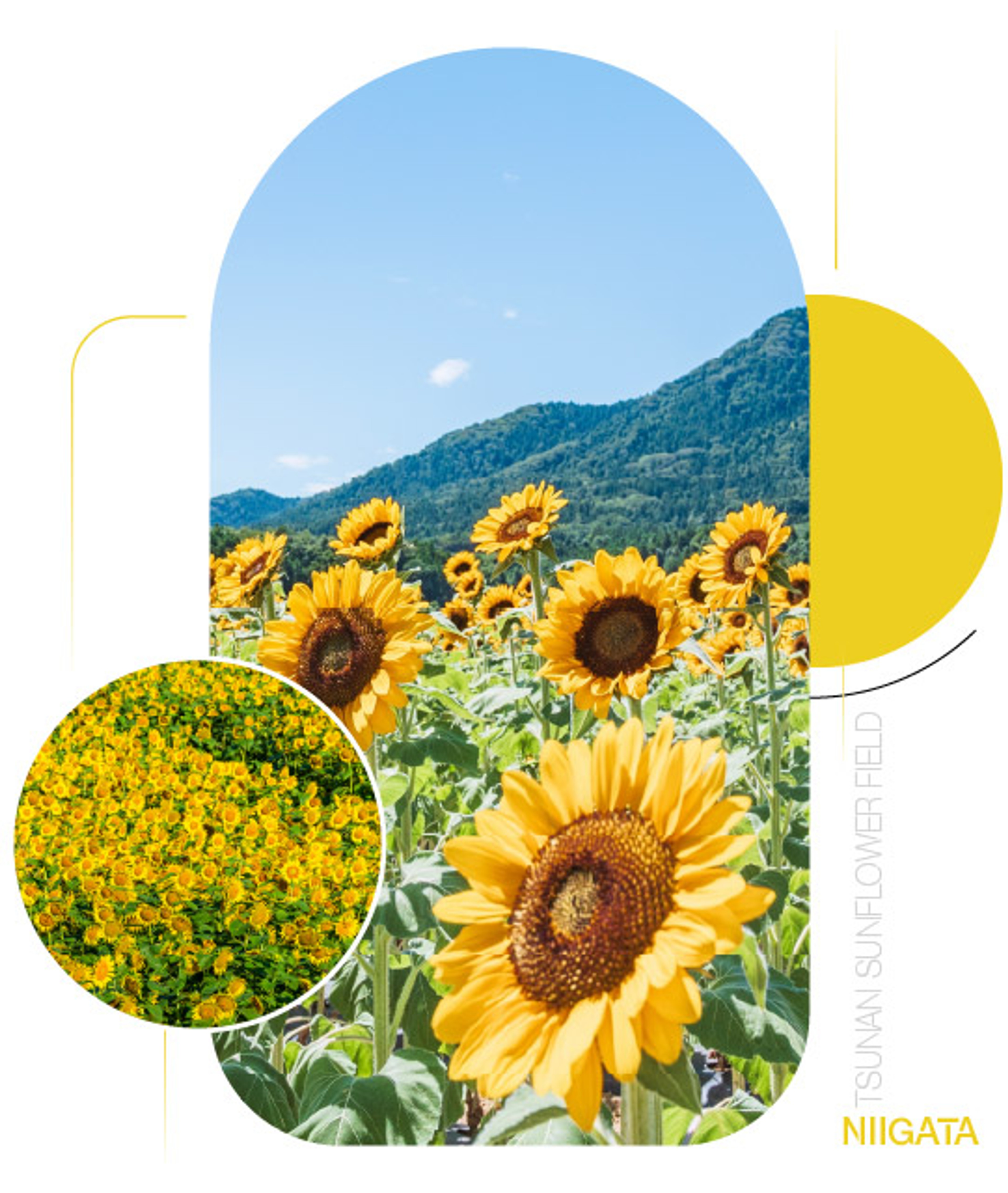 Tsunan Sunflower Field — Sắc vàng giữa Niigata