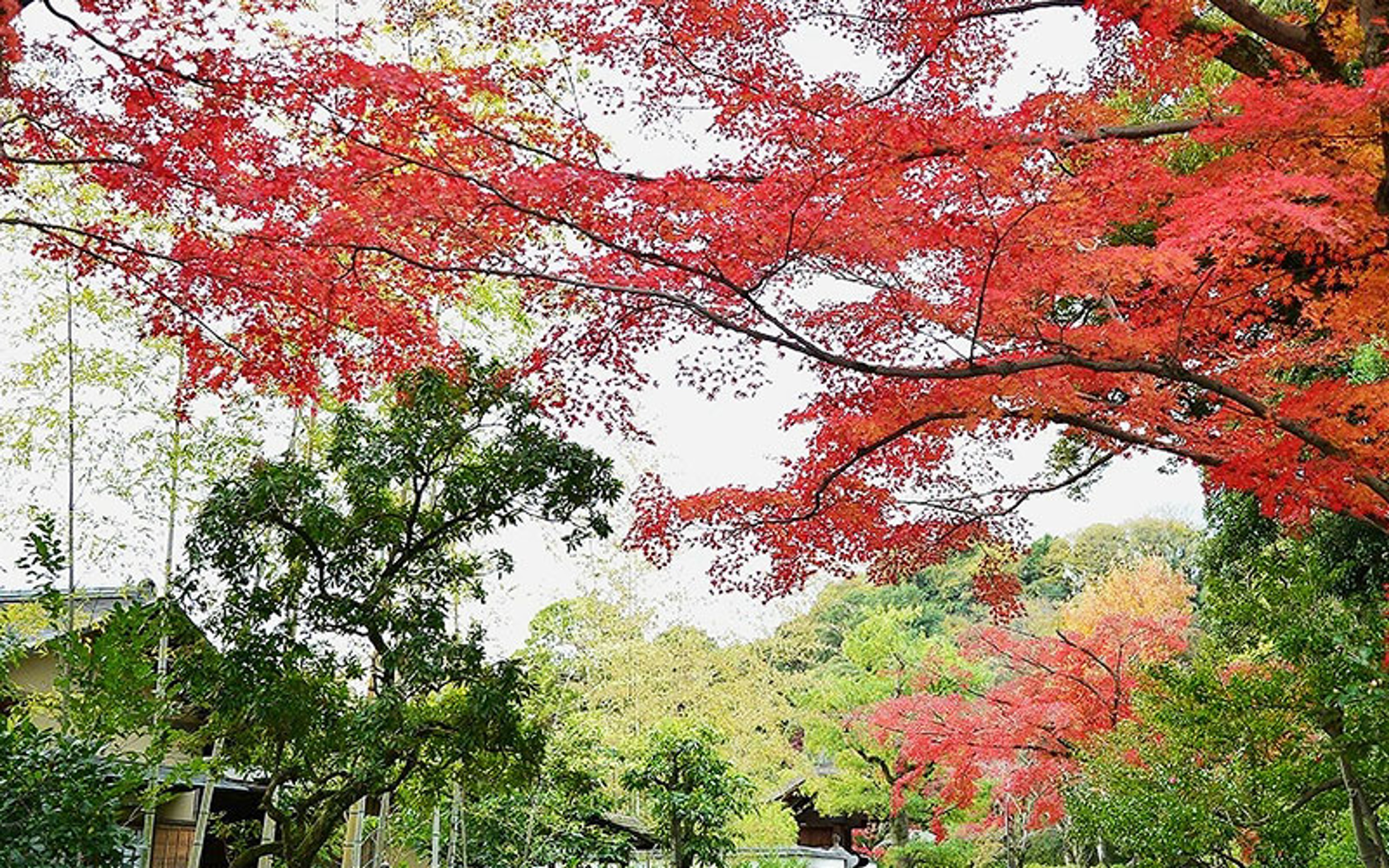 Vườn trà đạo Uraku