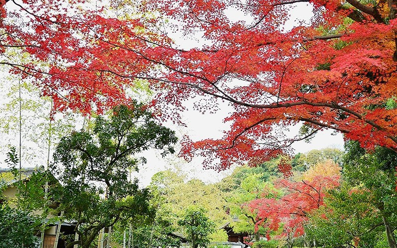 Vườn trà đạo Uraku