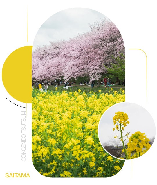 Gongendo Tsutsumi — Sắc vàng của mùa xuân