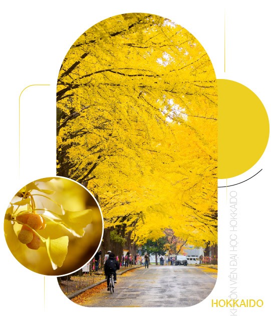 Đại lộ bạch quả Đại học Hokkaido — Con đường vàng giữa Sapporo