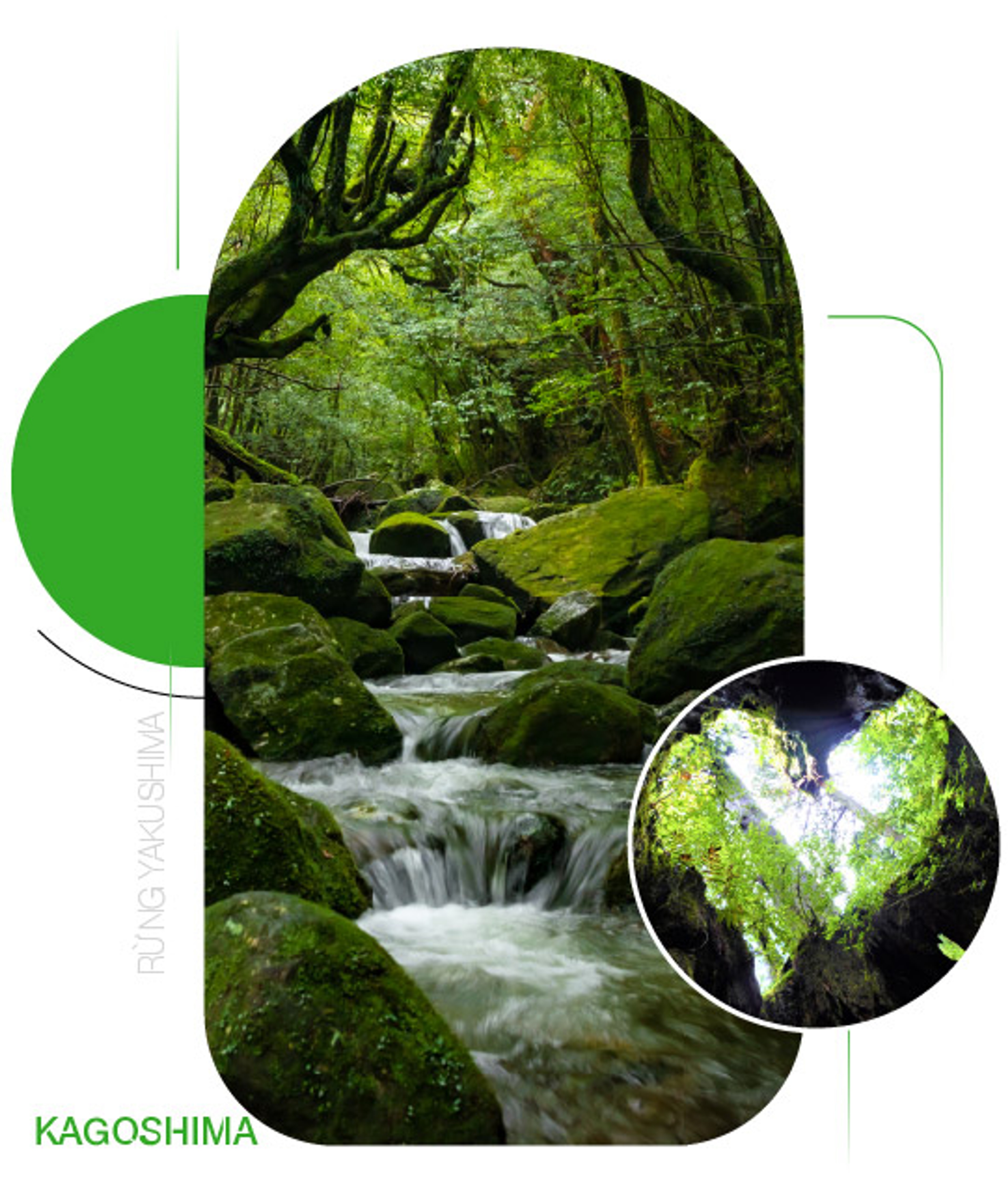 Yakushima — Hòn đảo phủ màu xanh