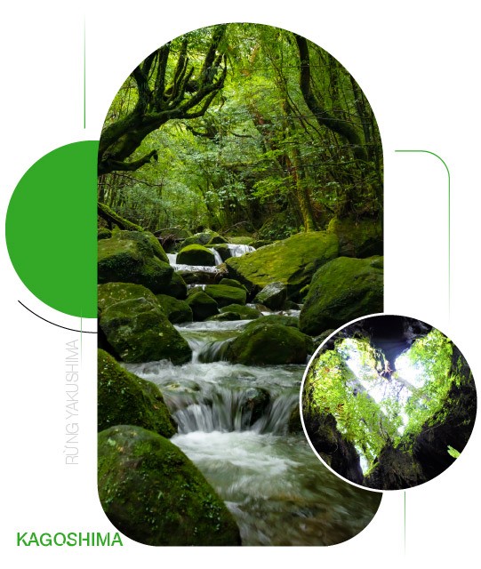 Yakushima — Hòn đảo phủ màu xanh