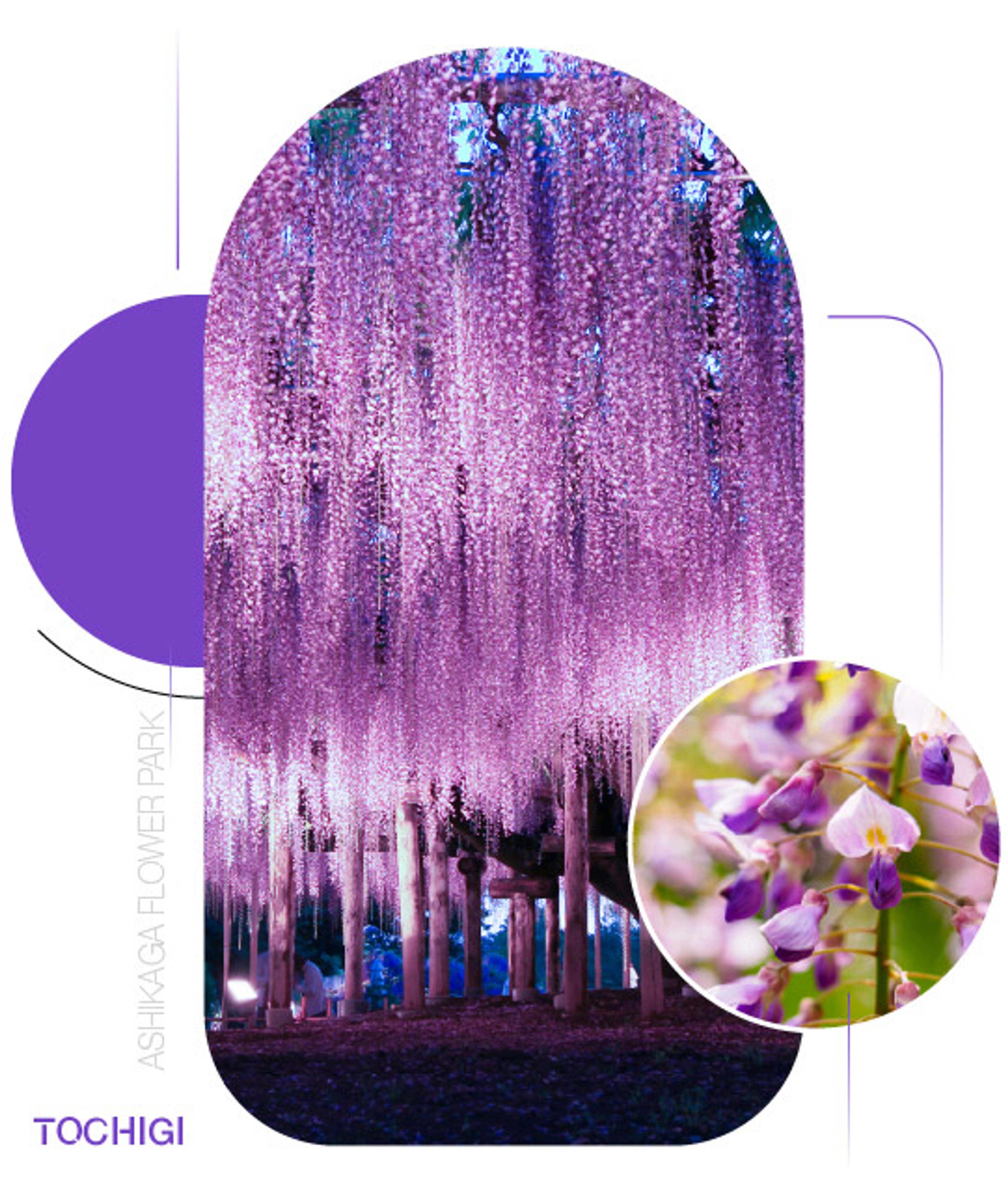 Ashikaga Flower Park — Mùa hoa tử đằng