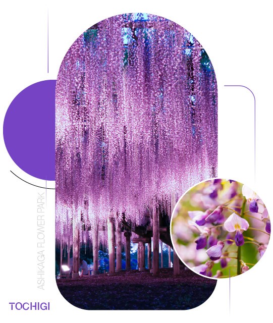 Ashikaga Flower Park — Mùa hoa tử đằng