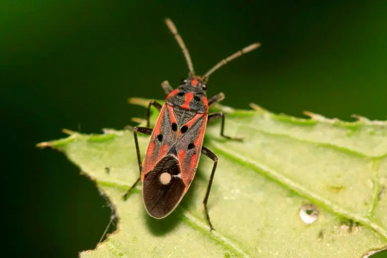 CHINCH BUGS - Resource Image