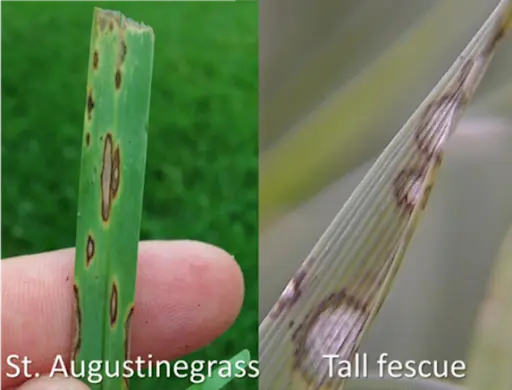 GRAY LEAF SPOT - Resource Image