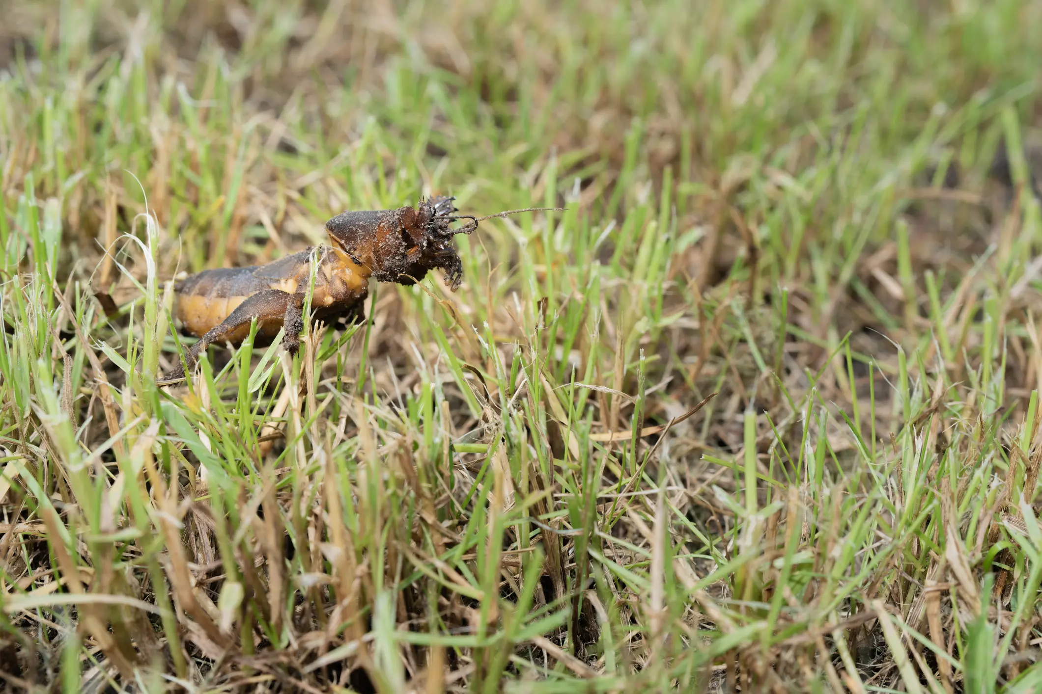 MOLE CRICKET - Resource Image